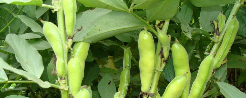 蚕豆是豌豆吗，蚕豆什么季节可以收获