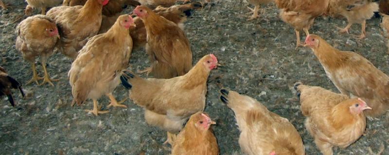 养鸡属于畜牧业还是副业，附养鸡注意事项