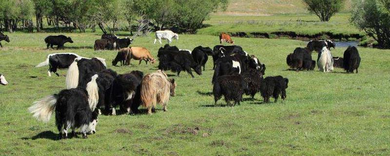 什么是畜牧业，畜牧业和乳畜业的区别