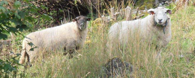 母羊水门流粘稠物还要多久生小羊，水门肿大是什么原因