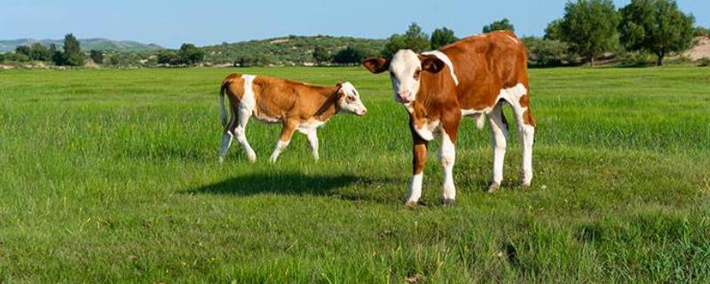 农业包括畜牧业吗，农业生产是第几产业