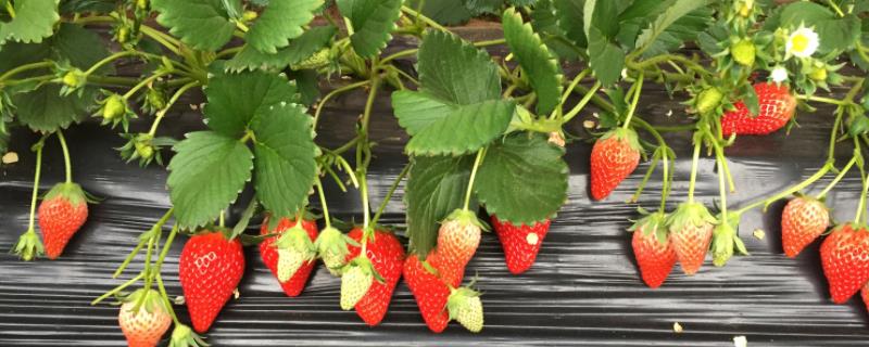 草莓种植适合ph值多少，附种植方法