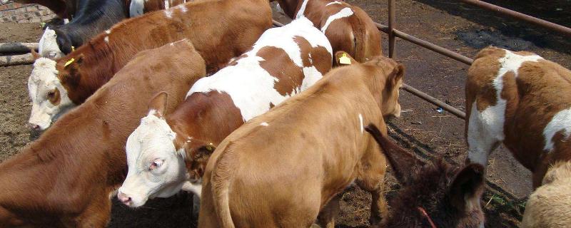 育肥肉牛饲料配方，牛饲料的种类有哪些
