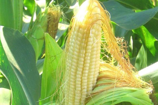黄淮海地区最稳定的玉米种