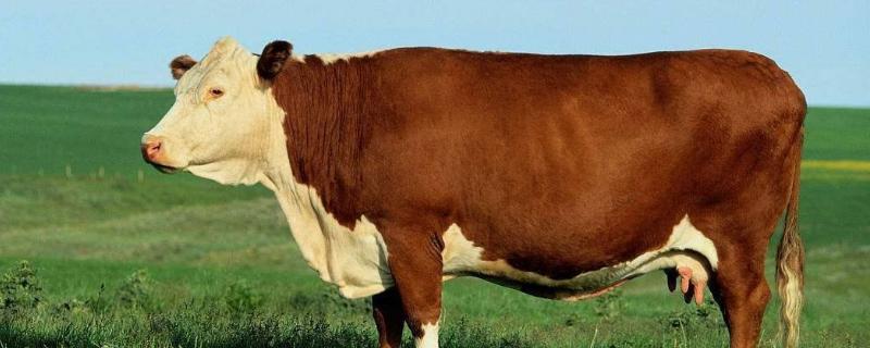 牛的尾巴像什么呢，牛尾巴的作用和用途