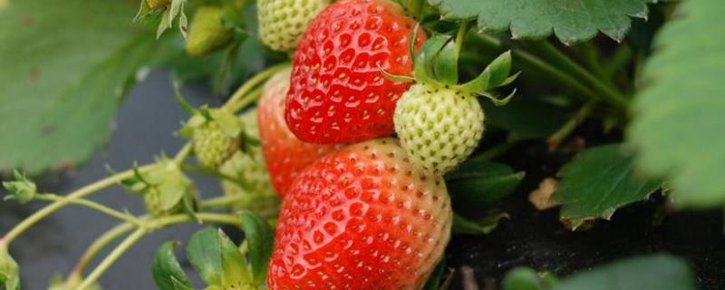 草莓打什么药增加甜度，草莓甜度一般在多少