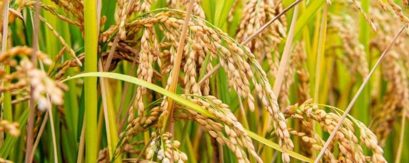 水稻根无氧呼吸产物，水稻根是直根还是须根