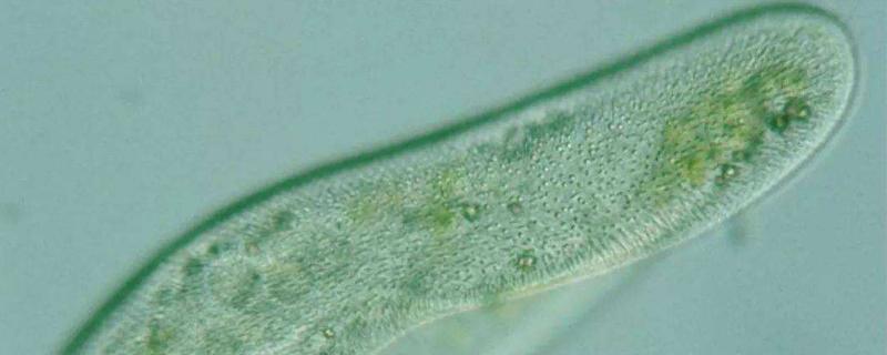 草履虫是原核生物吗，靠什么呼吸