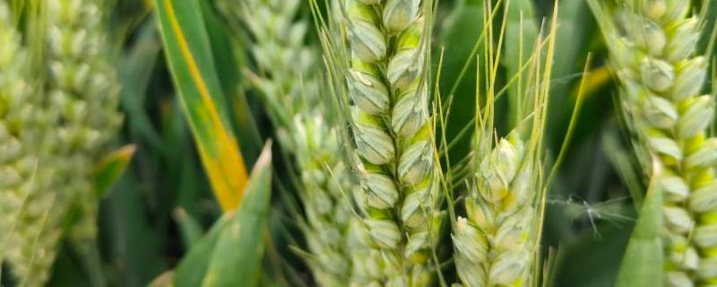 冬至种小麦需多少麦种，小麦冬天如何管理