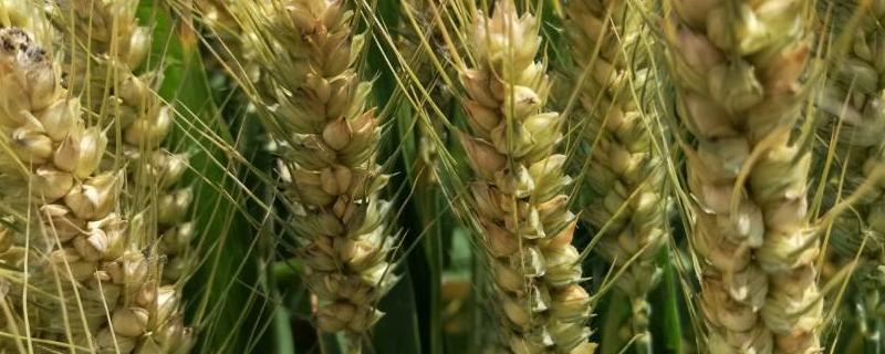 冬天小麦需要打红蜘蛛药吗，冬天小麦能不能撒肥料