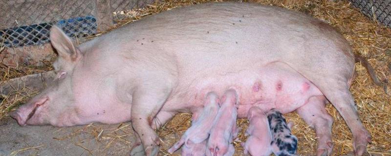 二胎母猪不好配种是怎么回事，二胎母猪发情什么时候配种