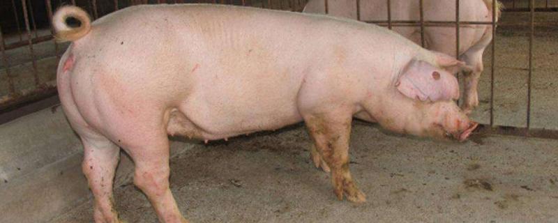 母猪有炎症配不上种怎么治疗，是什么原因导致的