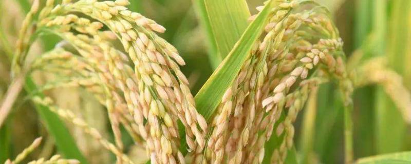 水稻产量三要素，水稻生长过程