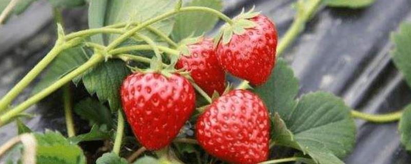 草莓生长温度是多少度，附种植方法