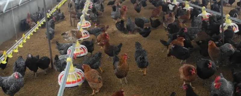 发酵床养鸡的制作方法，发酵床养鸡的优缺点