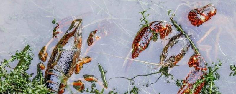 小龙虾冬天低于多少度会冻死，小龙虾幼苗吃什么食物