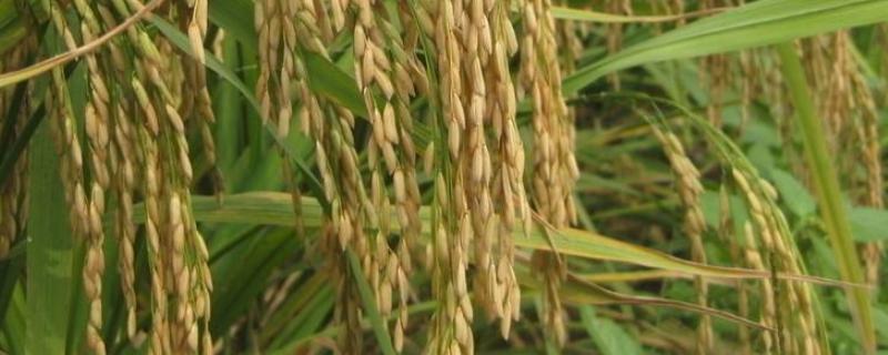 杂交水稻的特点，杂交水稻的缺点
