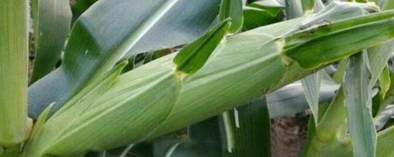玉米马齿型和半马齿型哪个产量高，附玉米的种植方法