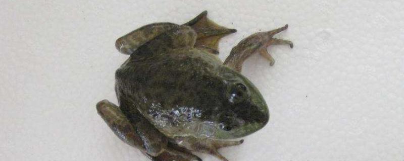 牛蛙雄性和雌性生殖系统的主要区别，牛蛙一般以什么为食