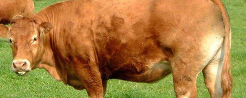 尿素喂牛的正确方法，附注意事项