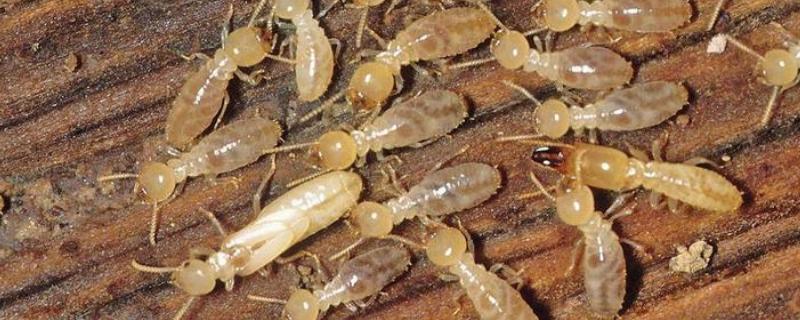 白蚁属于蚂蚁类吗，白蚁的危害