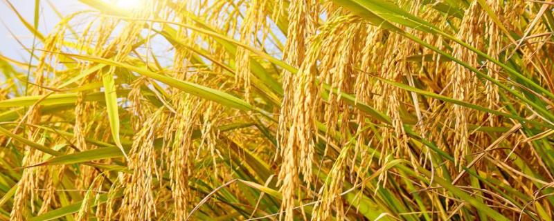 水稻的种植历史，水稻的种植时间和收获时间