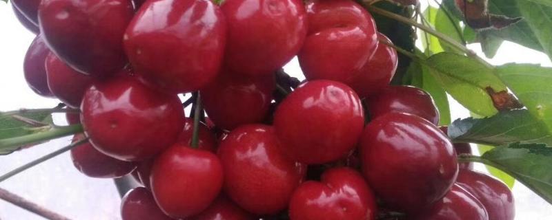 美国大红大樱桃品种介绍