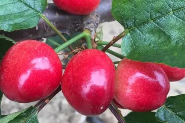 美国大红大樱桃品种介绍
