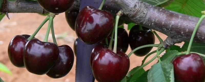 黑珍珠樱桃品种介绍