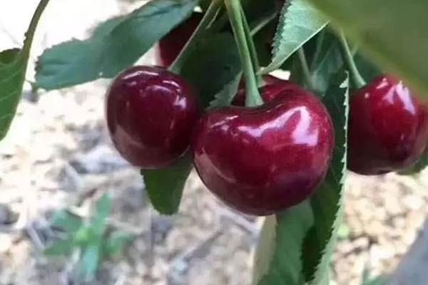 塔玛拉樱桃品种介绍