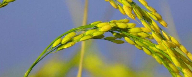 水稻高度是多少厘米，常见的病害有哪些