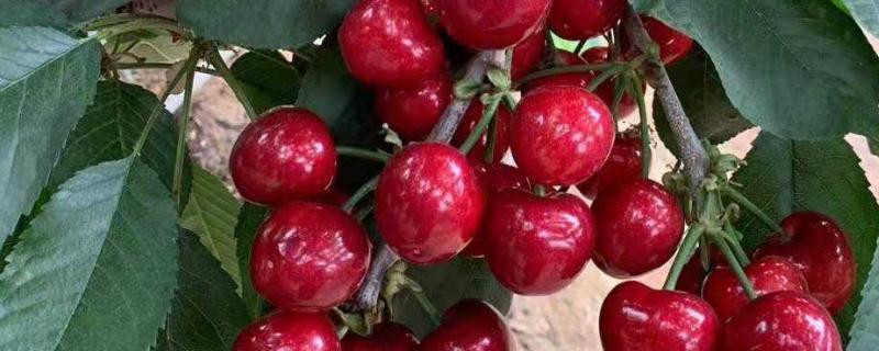 美国红大樱桃品种介绍