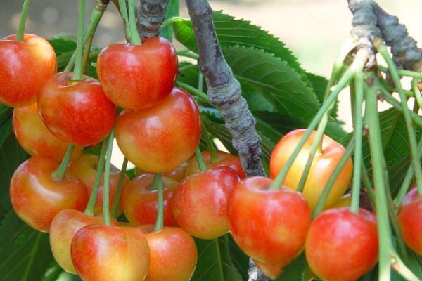 冰糖樱桃品种介绍图片