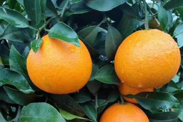红美人柑橘品种介绍