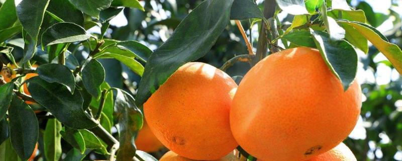红美人柑橘品种介绍