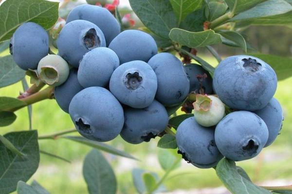 法新蓝莓品种介绍
