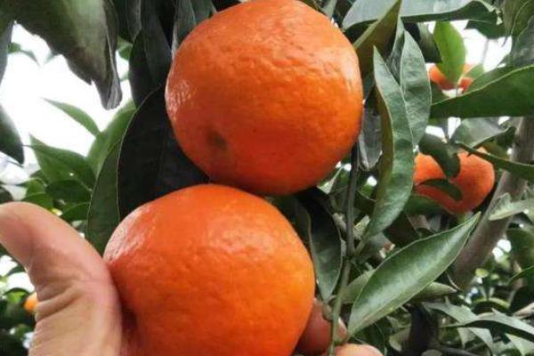 爱沙柑橘品种介绍