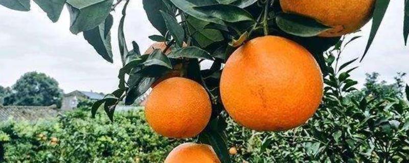 爱沙柑橘品种介绍