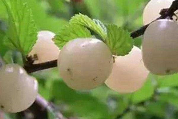 白玉樱桃品种介绍