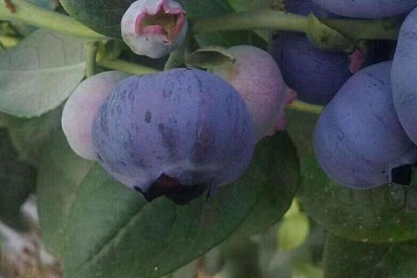 德雷珀蓝莓品种介绍
