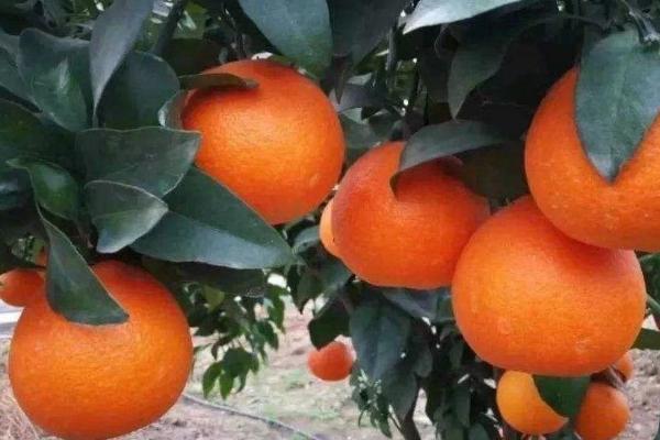 黄美人柑橘品种介绍