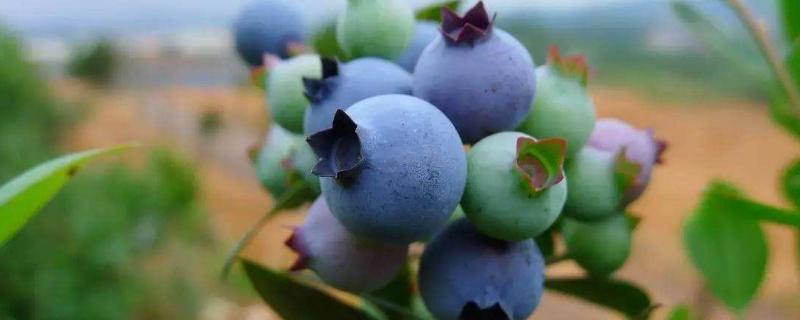 蓝莓蓝宝石品种介绍