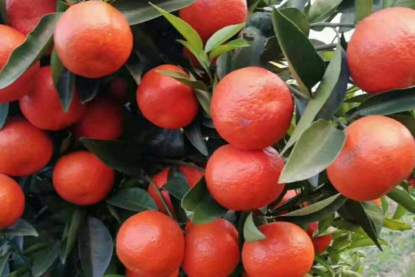 世纪红柑橘品种介绍