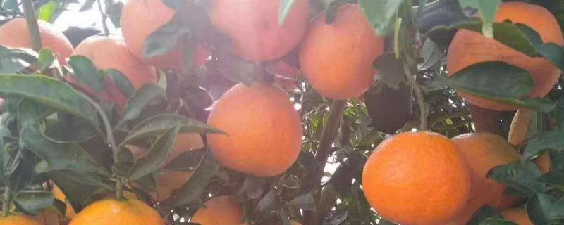 湘南红柑橘品种介绍