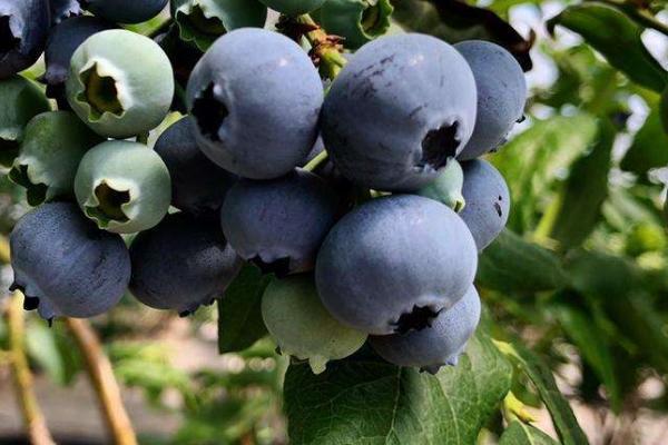 蓝莓有多少品种
