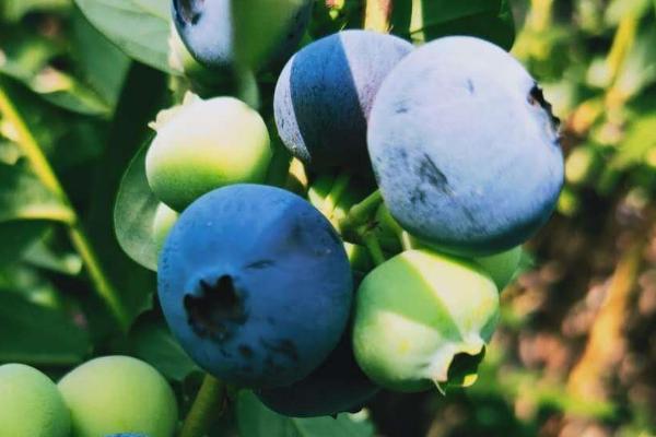 蓝莓的品种大全及品种介绍