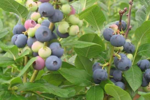 蓝莓有多少品种