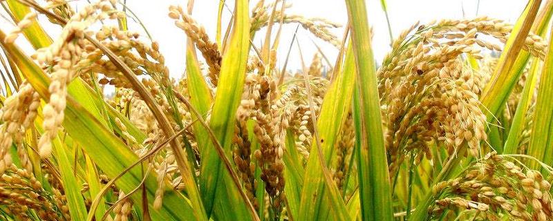 水稻的亩产量大约是多少千克，附种植方法