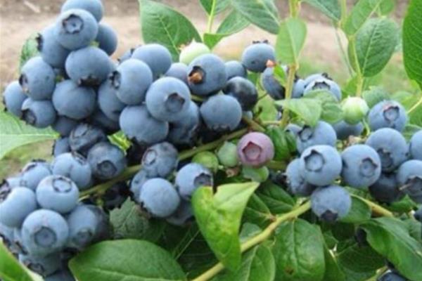 莱克西蓝莓品种简介