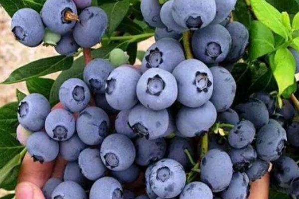 莱克西蓝莓品种简介